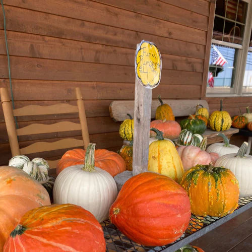 A collection of colorful pumpkins, labeled 