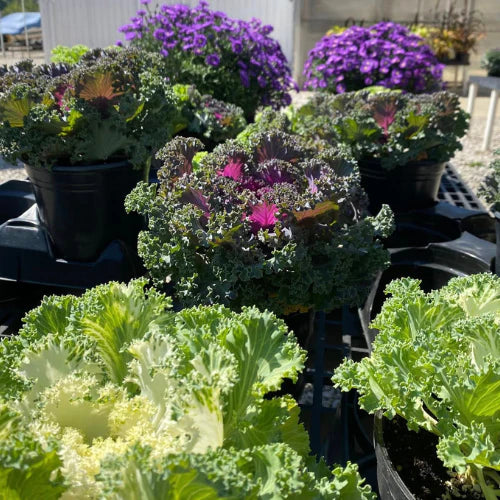 Potted kale plants with ruffled green and purple leaves are on display, surrounded by vibrant purple flowers, creating a lively, colorful scene.