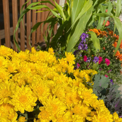 Lawn & Garden Supplies