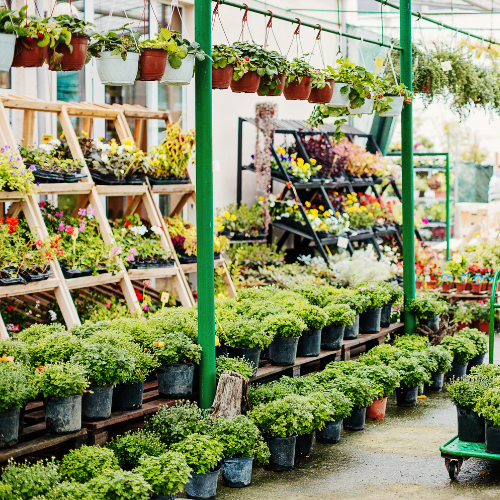 Rows of vibrant potted plants and flowers in a garden center, with colorful blooms on wooden shelves and hanging pots, creating a lively, lush scene.