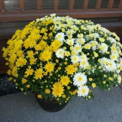 Lawn & Garden SuppliesA yellow and white mum.