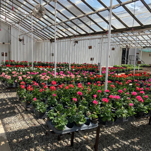 Sunny greenhouse filled with neatly arranged rows of colorful flowering plants in pots. Vibrant reds, pinks, and greens create a lively and fresh atmosphere.