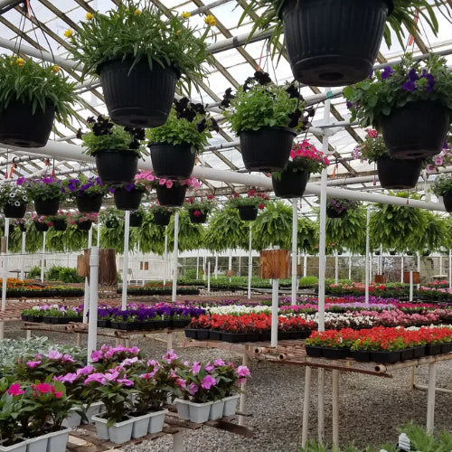 Greenhouse interior with colorful flowers on tables and black hanging pots. Bright, vibrant atmosphere with green foliage and blooming plants.